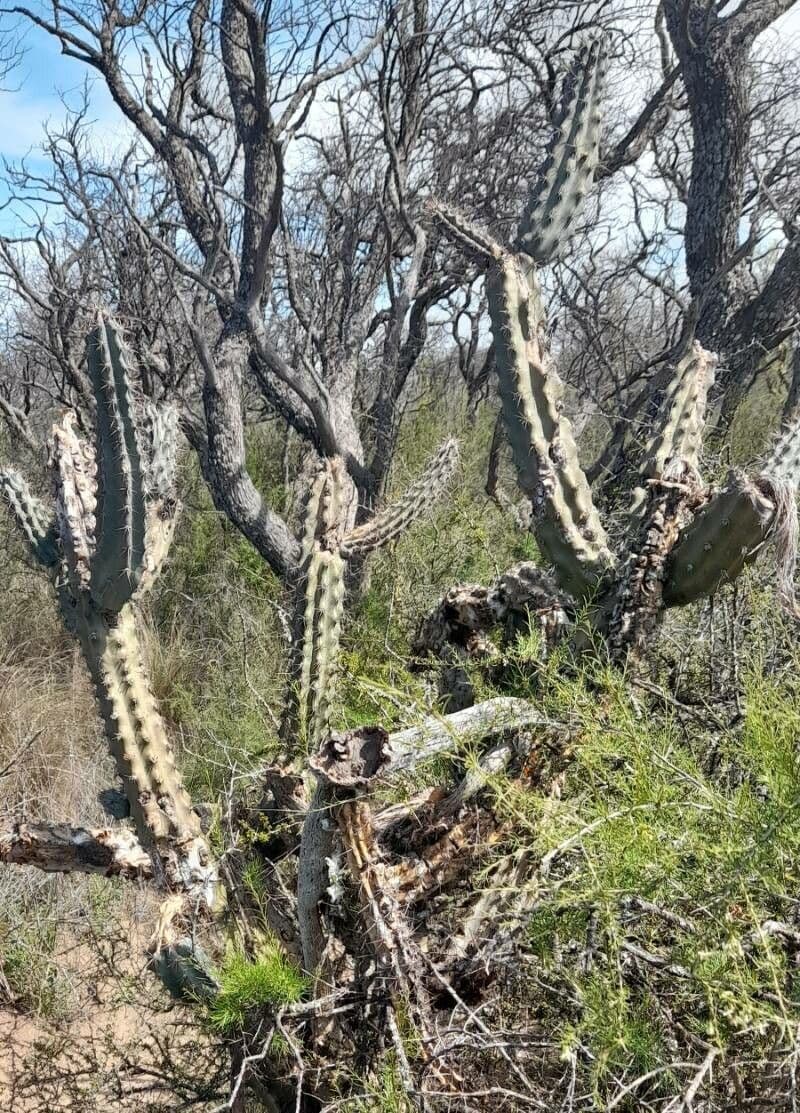 Cereus 7