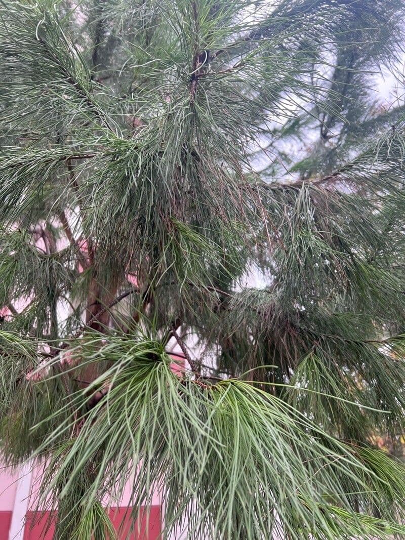 Casuarina di Cunningham 17