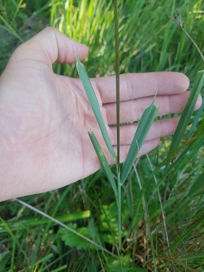 Třtina křovištní 6