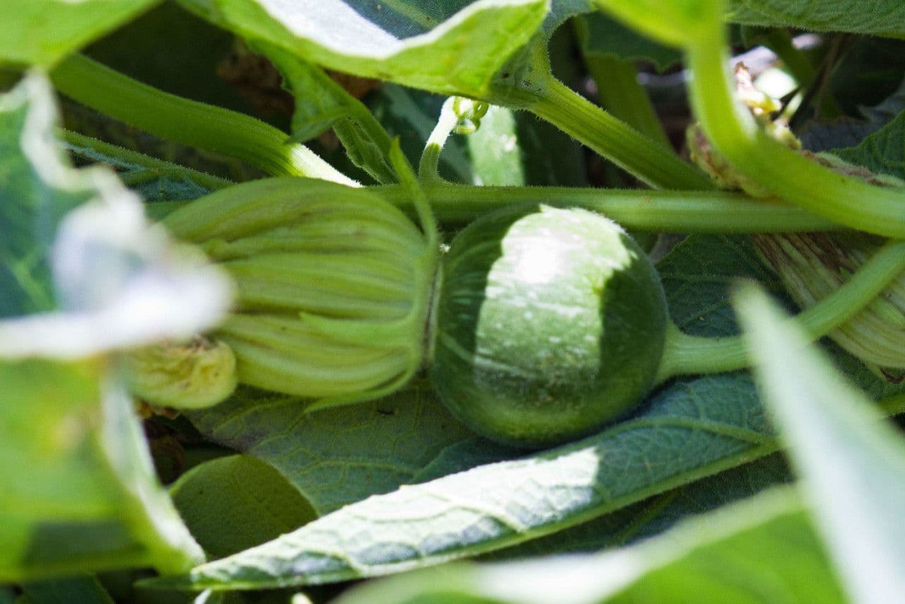 Zucca fetida 7