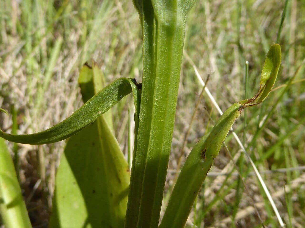 Platanthera algerina 13