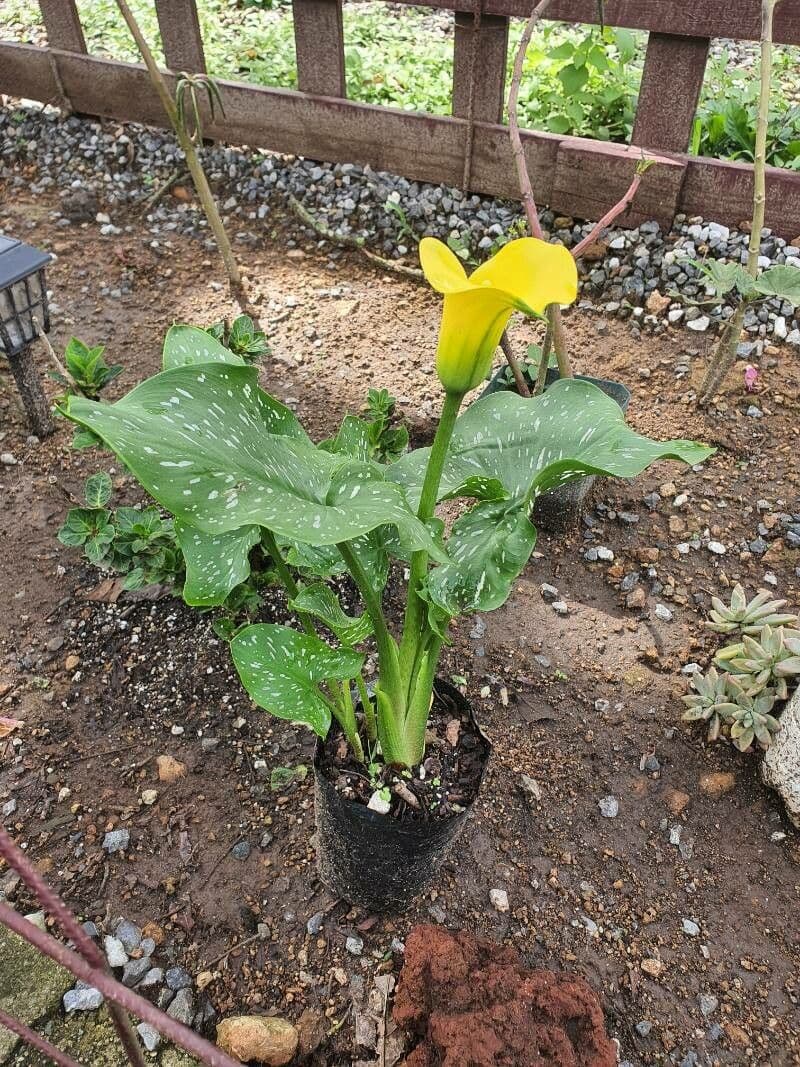 Calla di Elliott