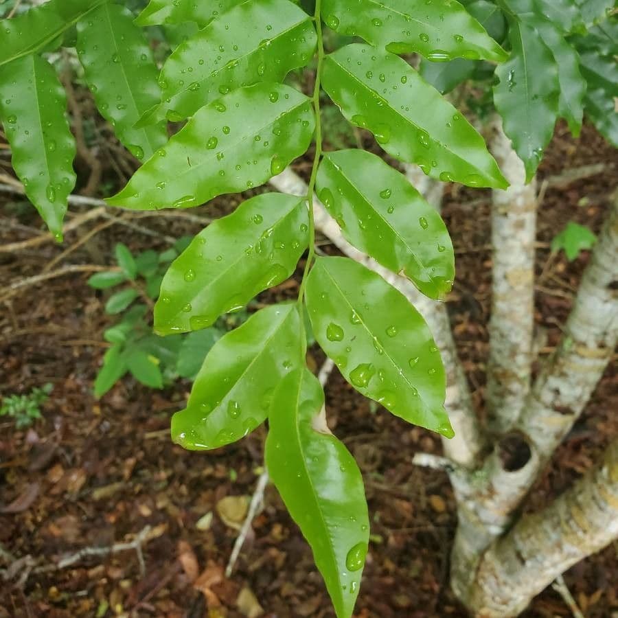 Balsambaum 5