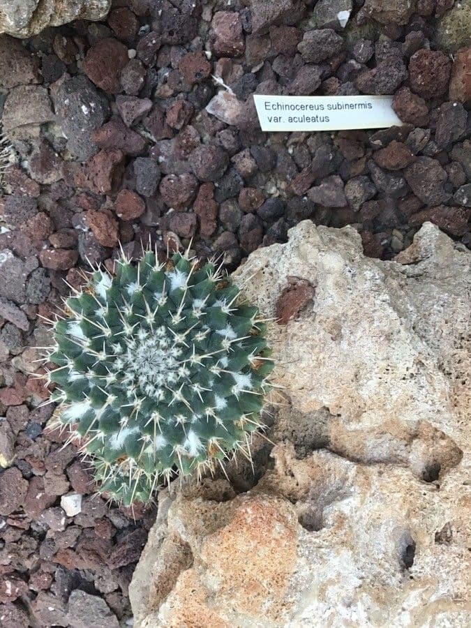 Cactus riccio 4