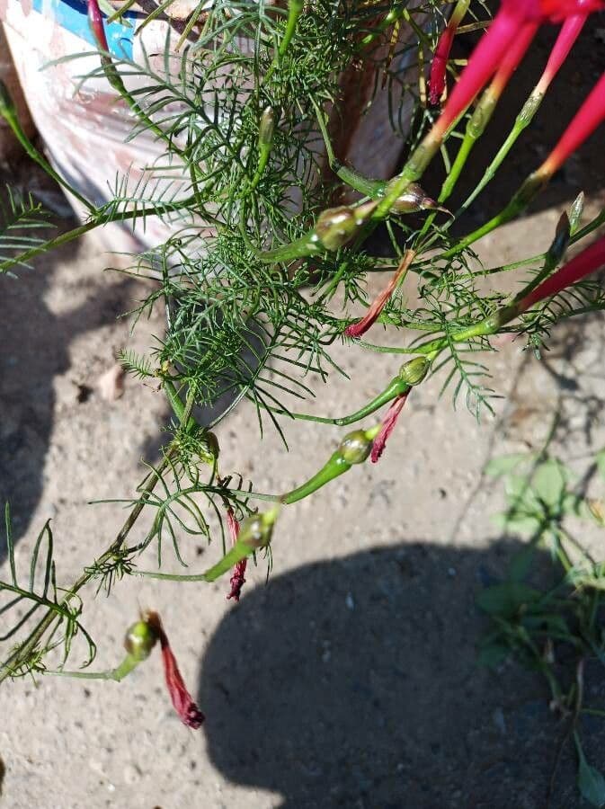 Ipomoea quamoclit 27