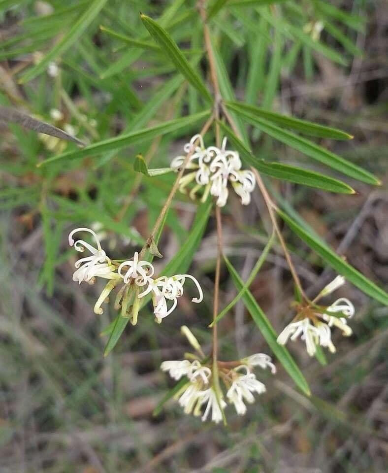 Lineares Grevillea 2