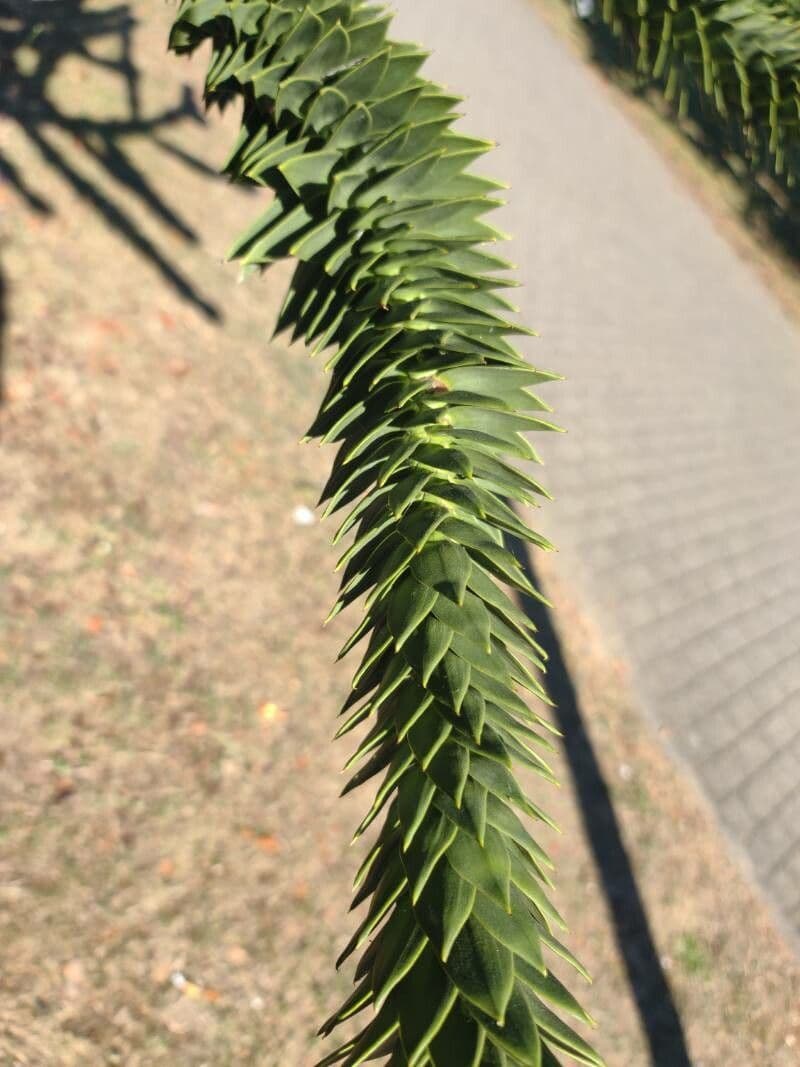 Araucaria 8