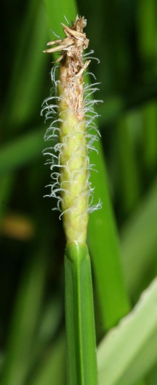 Eleocharis interstincta