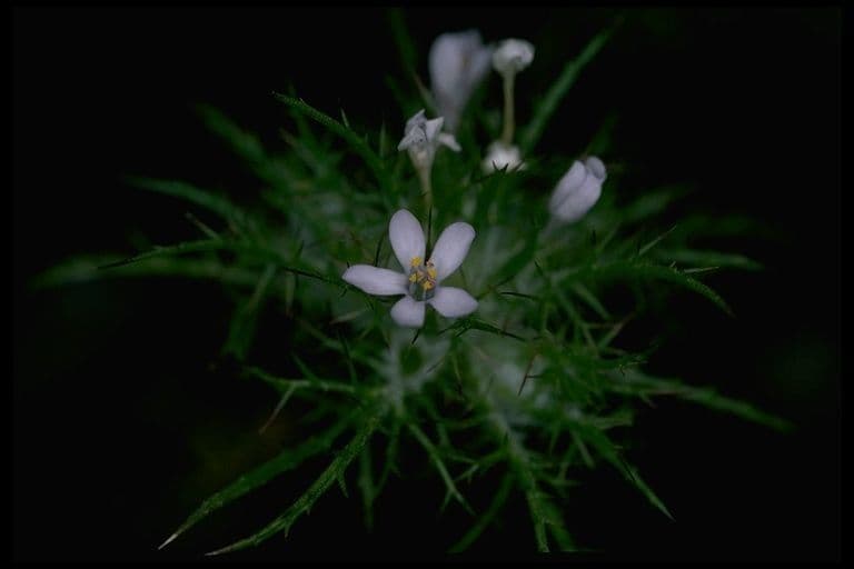 Navarretia 2