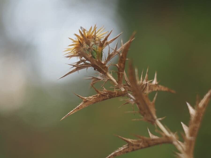 Carlina corimbosa 19