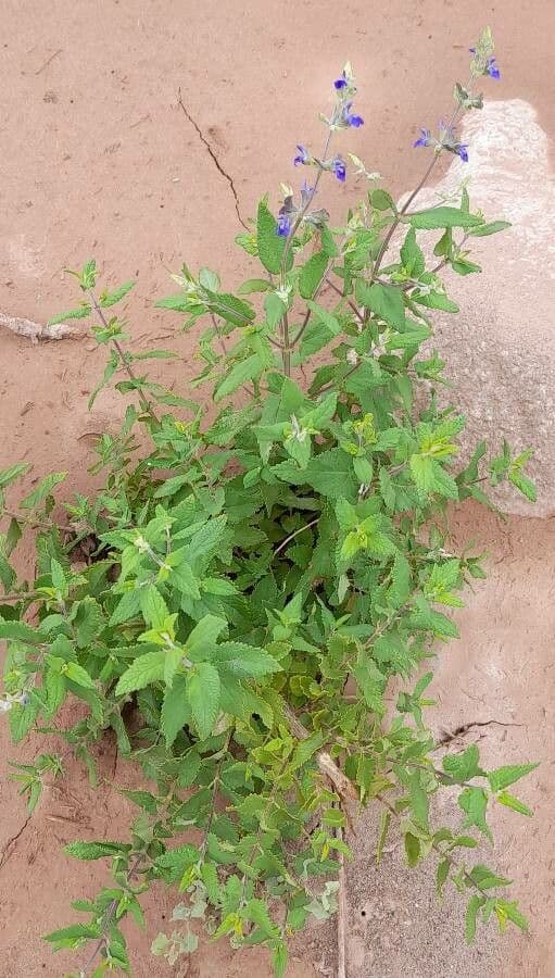 Salvia 2