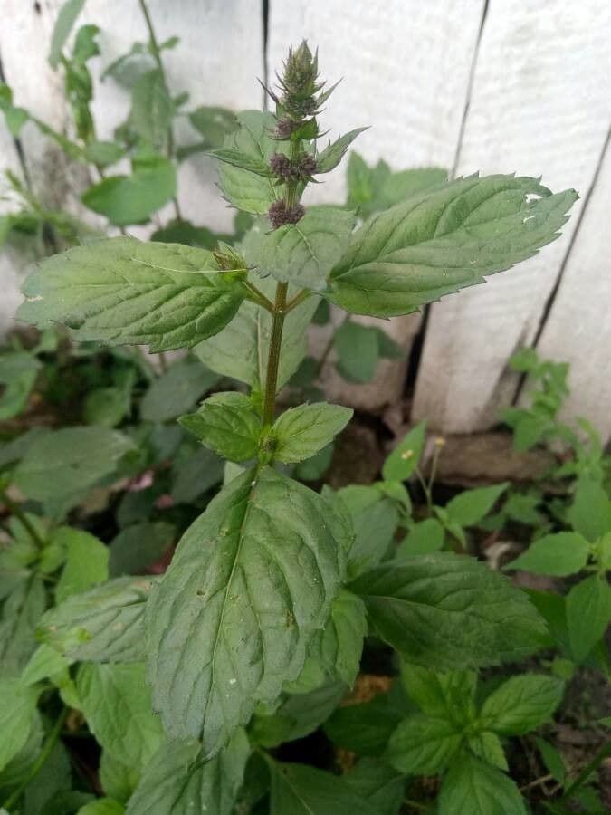 Menta piperita 10