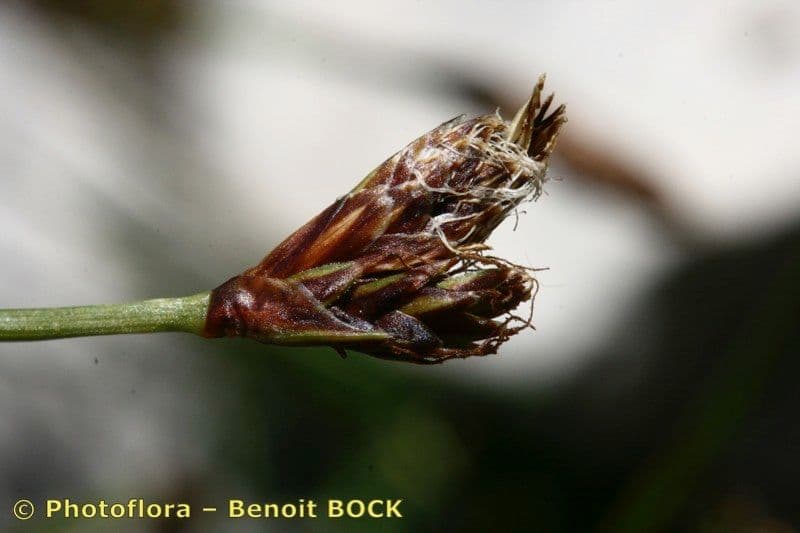 Carex mucronata 3