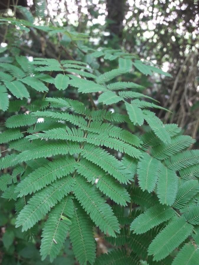 Calliandra 4