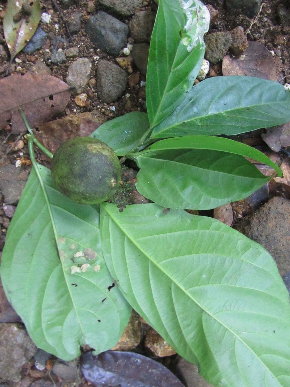 Capulin costarricense 5