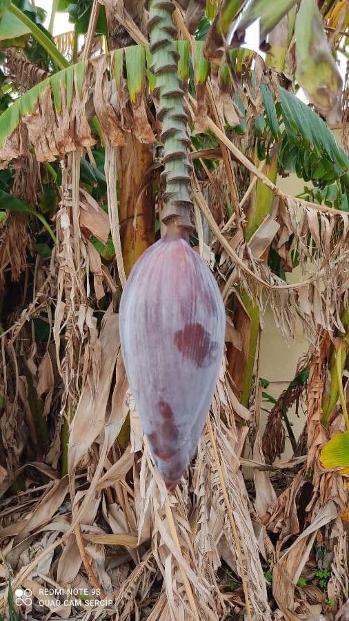 Plátano 7