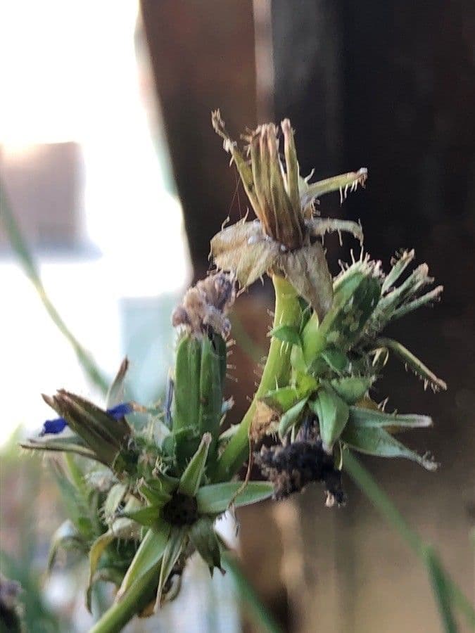 Cicoria comune 4