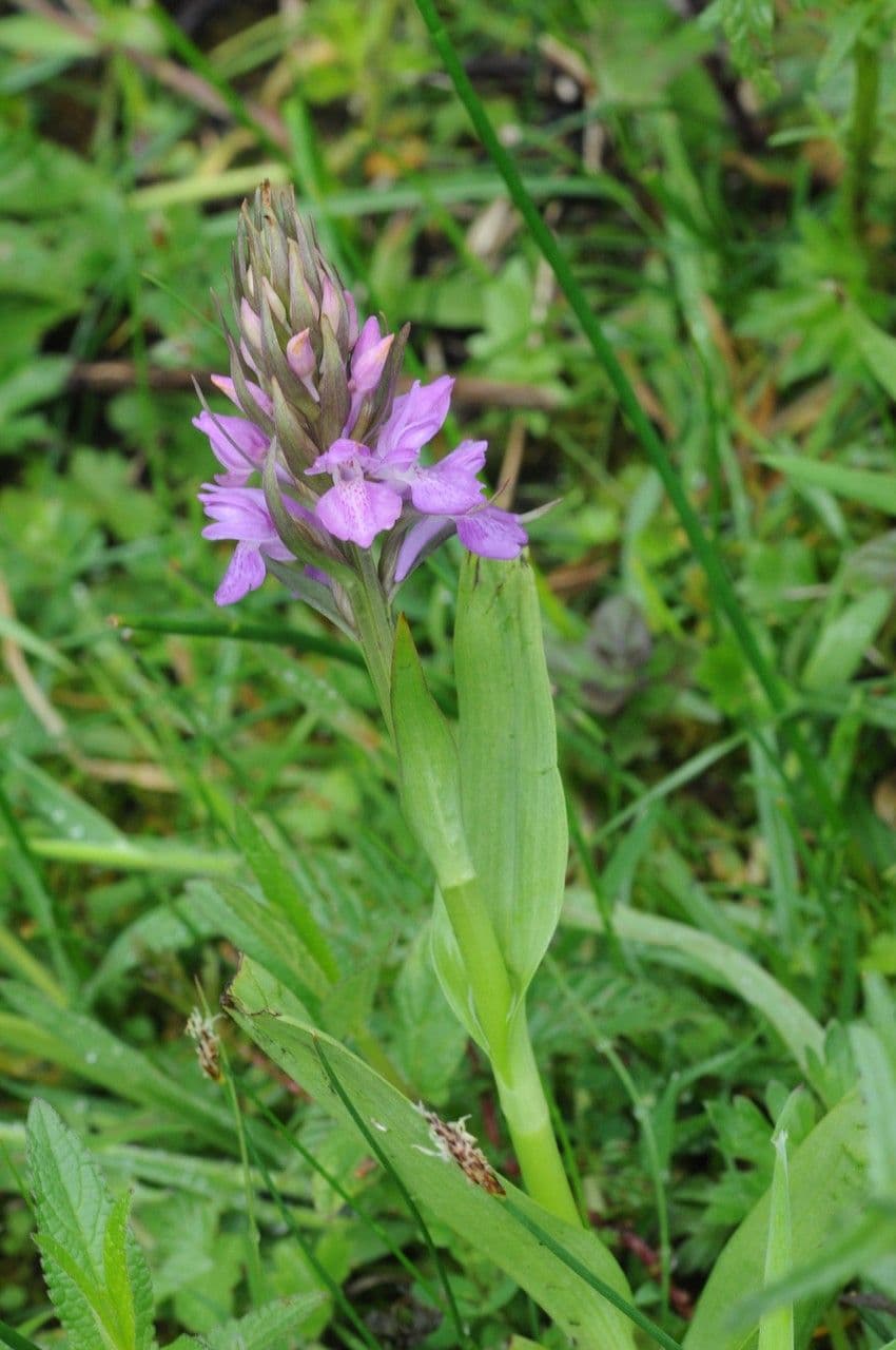 Orchis négligé 11