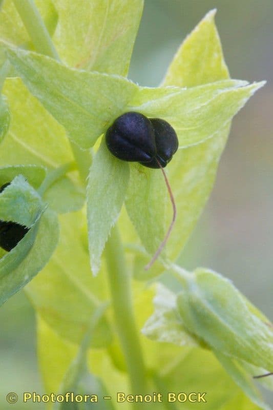 Cerinthe minor 3