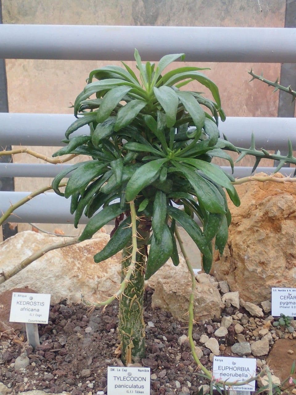 Tylecodon 10