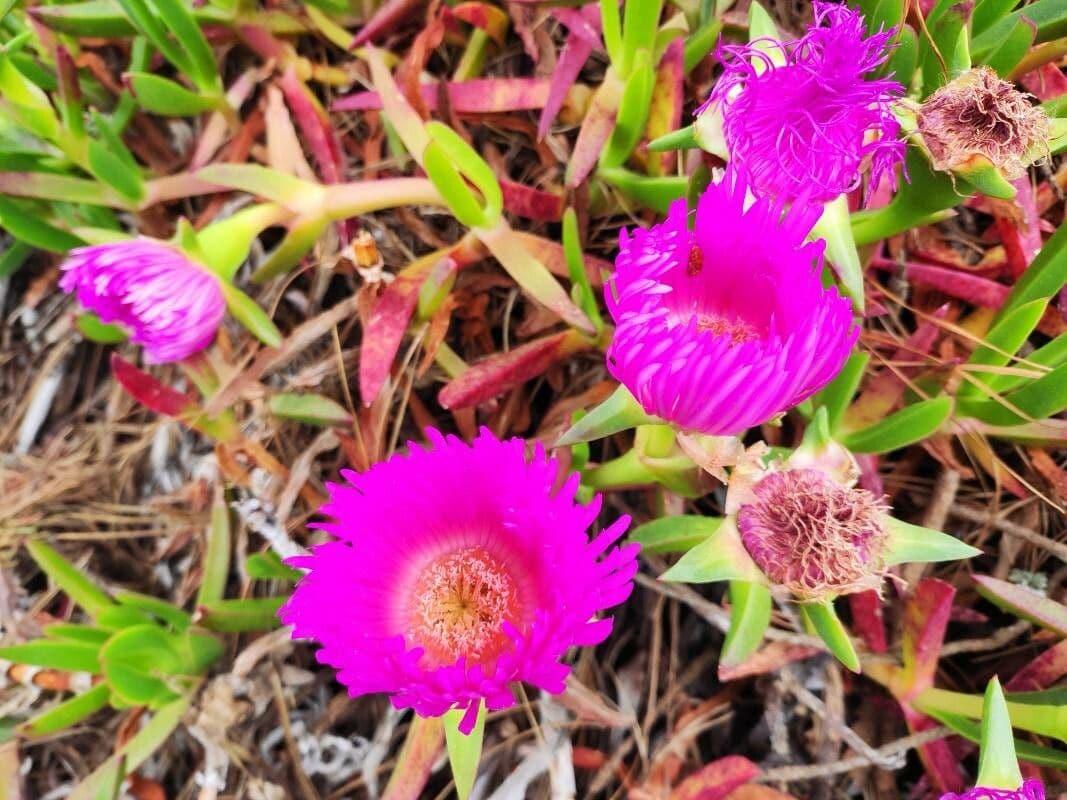 Carpobrotus del Cile 2