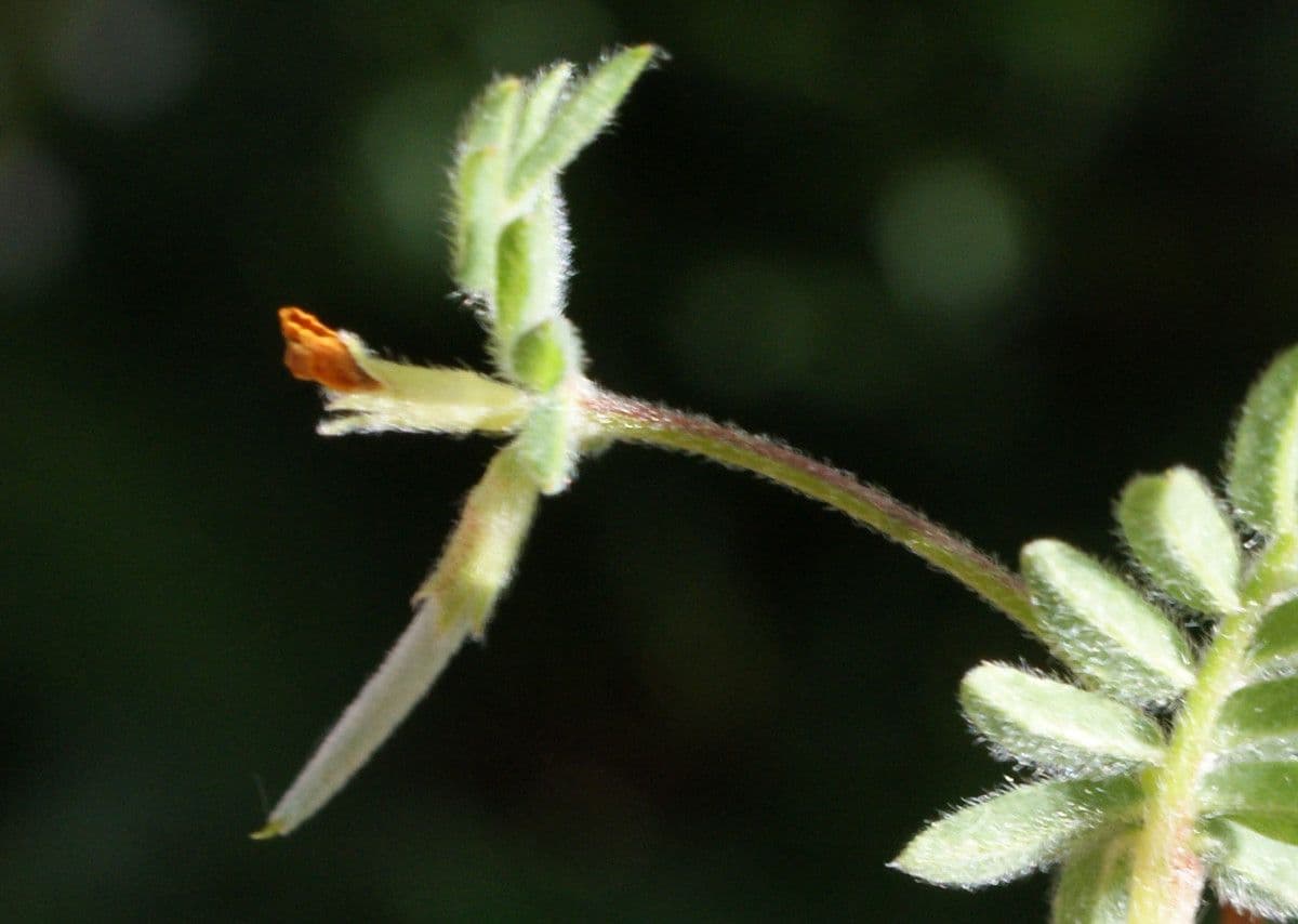 Uccellina comune 2