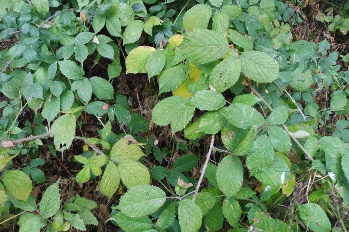 Rovo di Köhler 8
