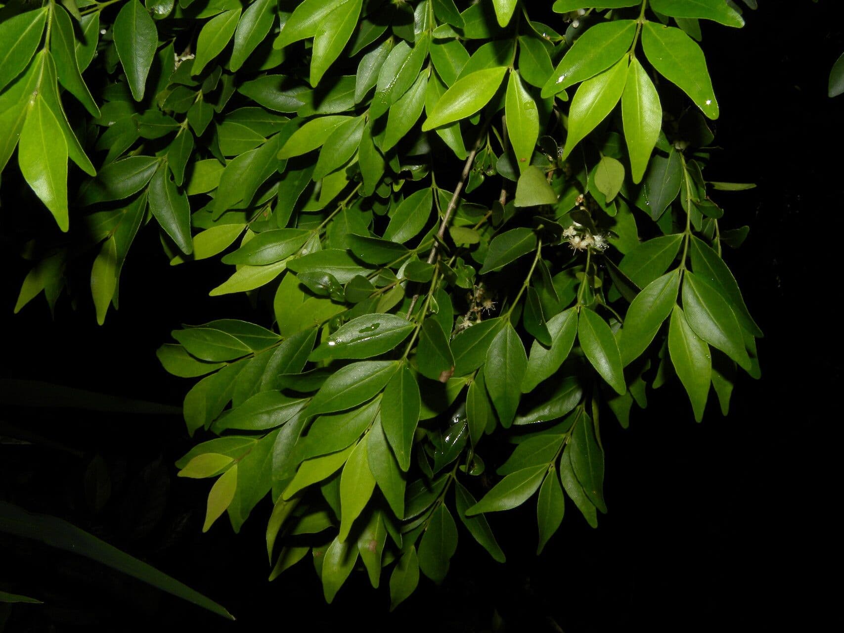 Berg-Myrte 7