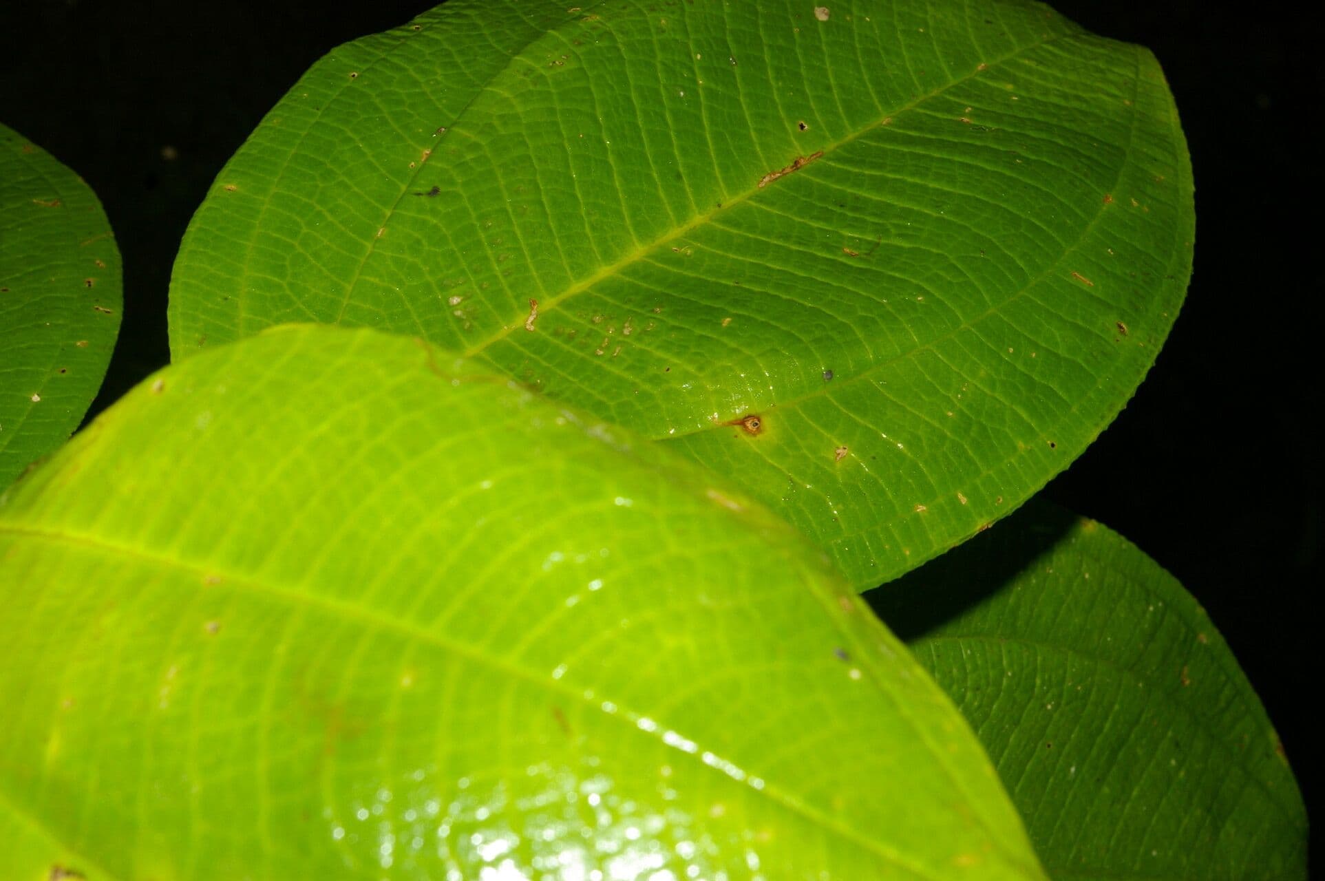 Meriania 6