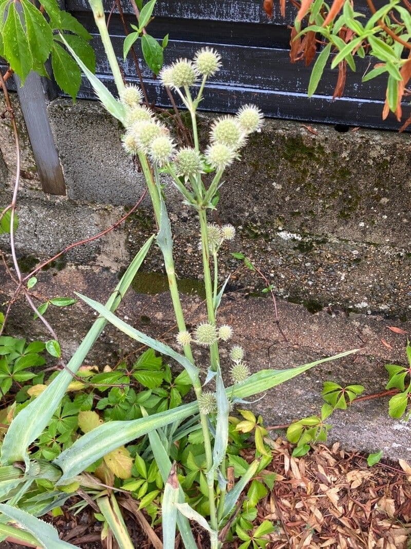 Yucca-Mannstreu 18