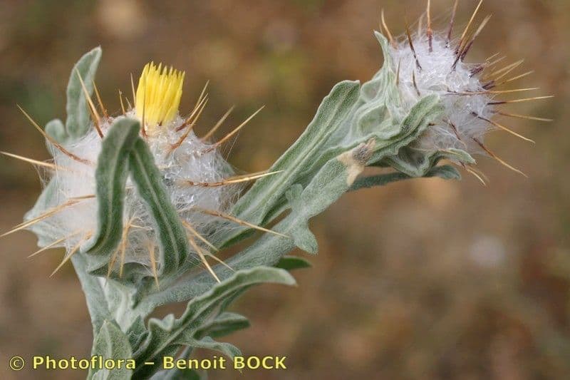 Zottiger Flockenblume 18