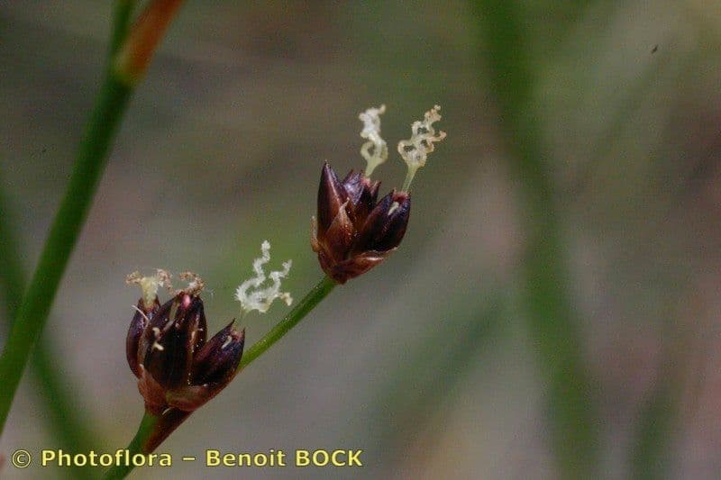 Juncus anceps 2