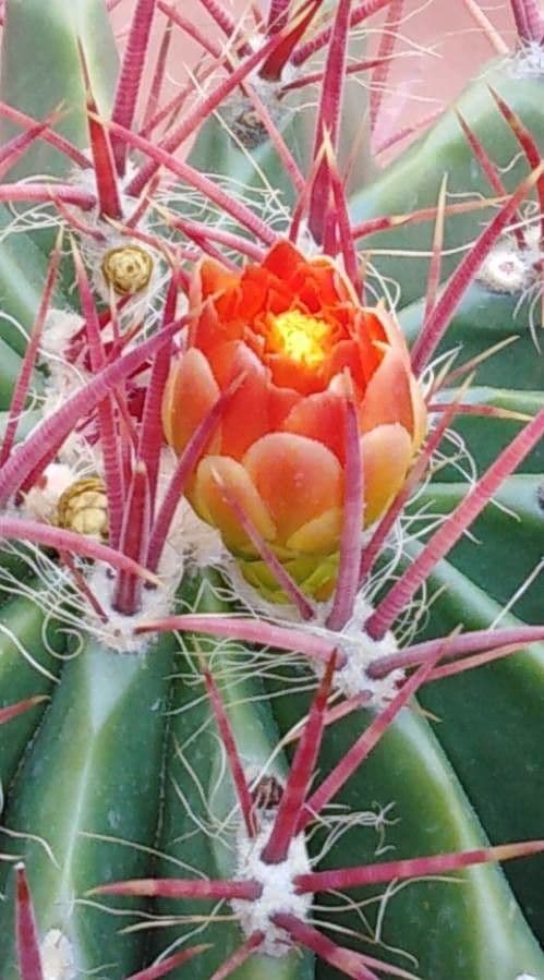 Cactus a botte di Emory 10