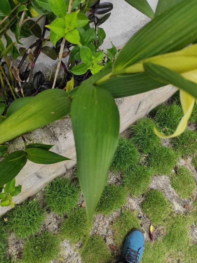 Sobralia 5
