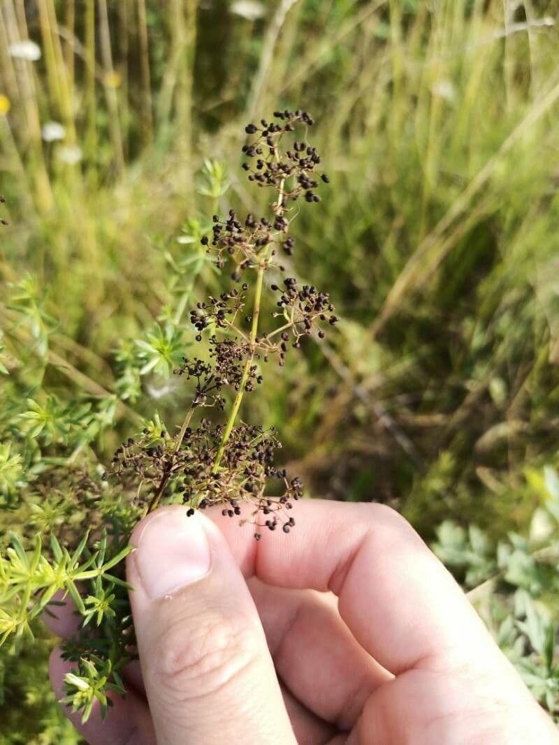 Galium 2