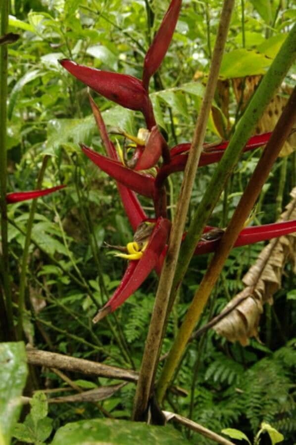 Heliconia 3