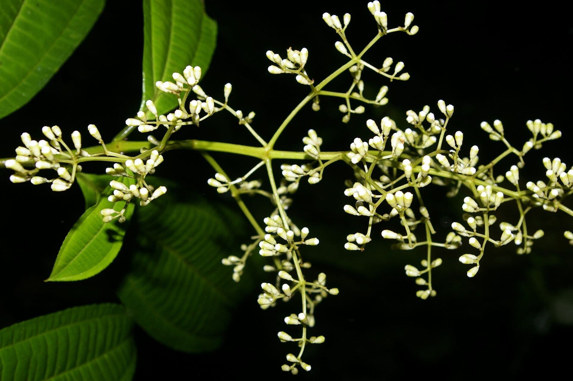 Miconia 11