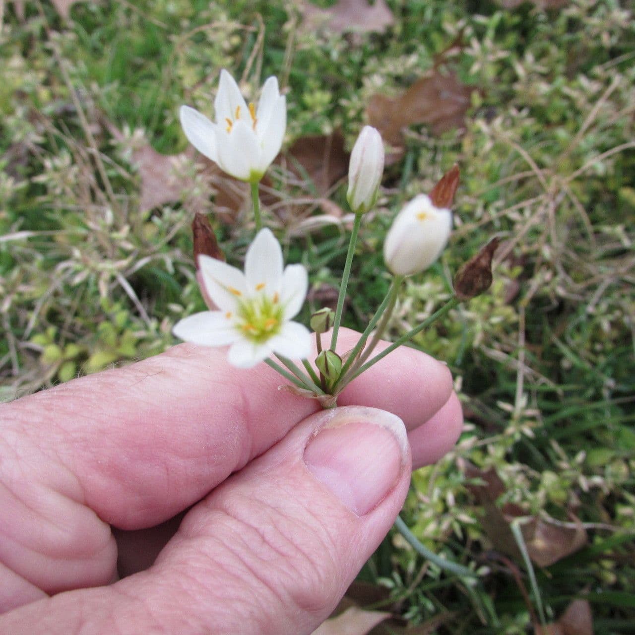 Nothoscordum bivalve 24
