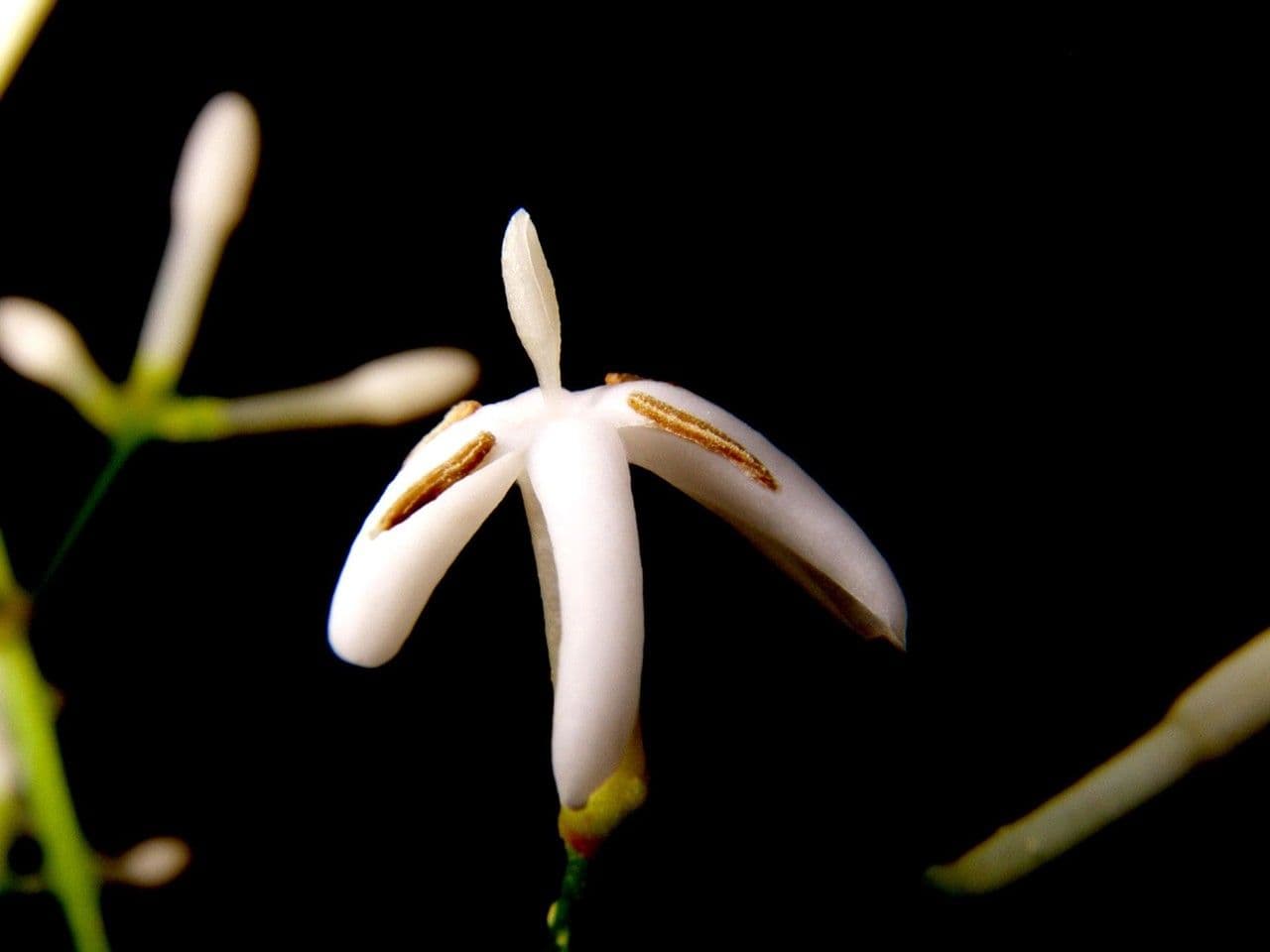 Ixora nicaraguense 6