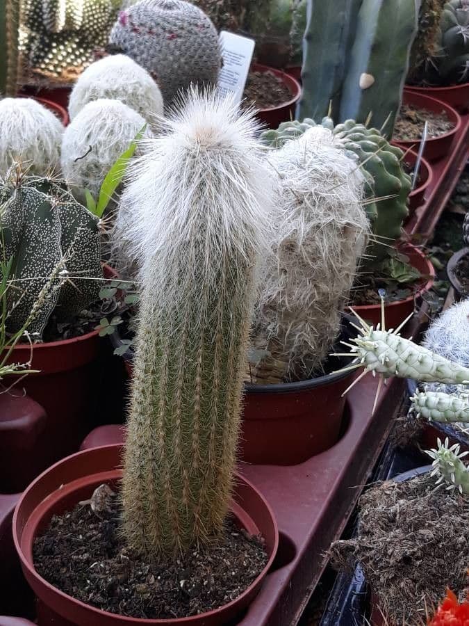 Espostoa lanata 16