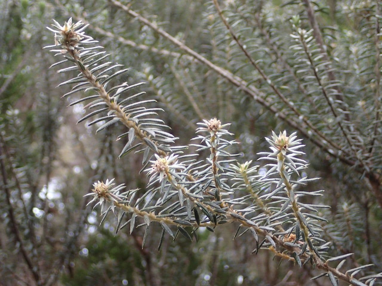 Phylica 24