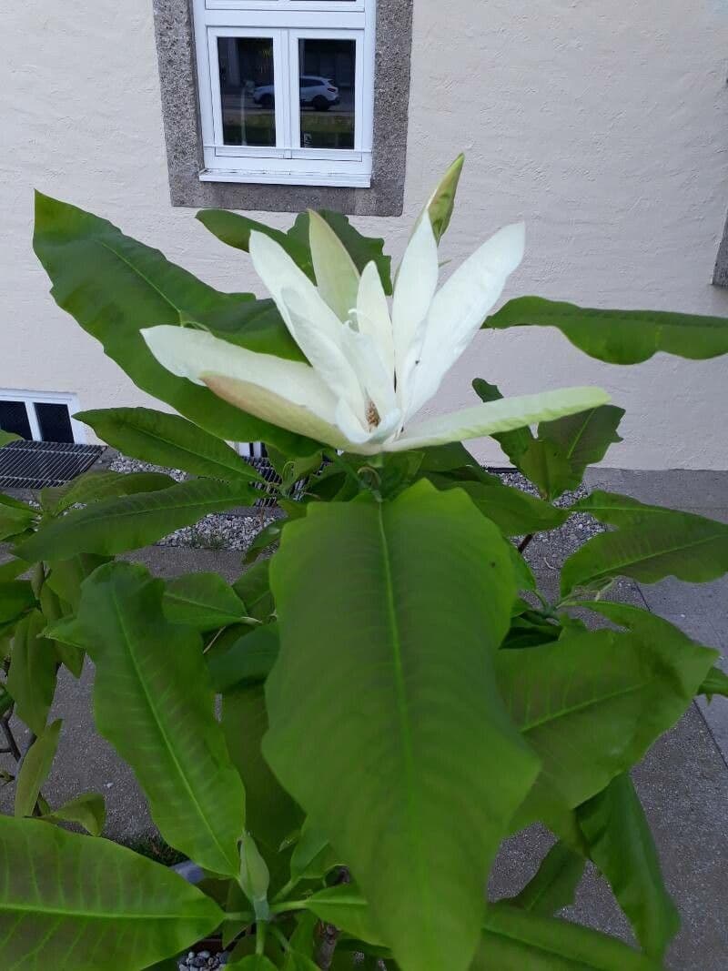 Magnolia a ombrello 7