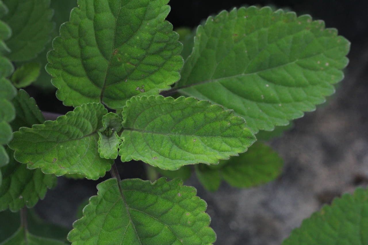 Plectranthus 9