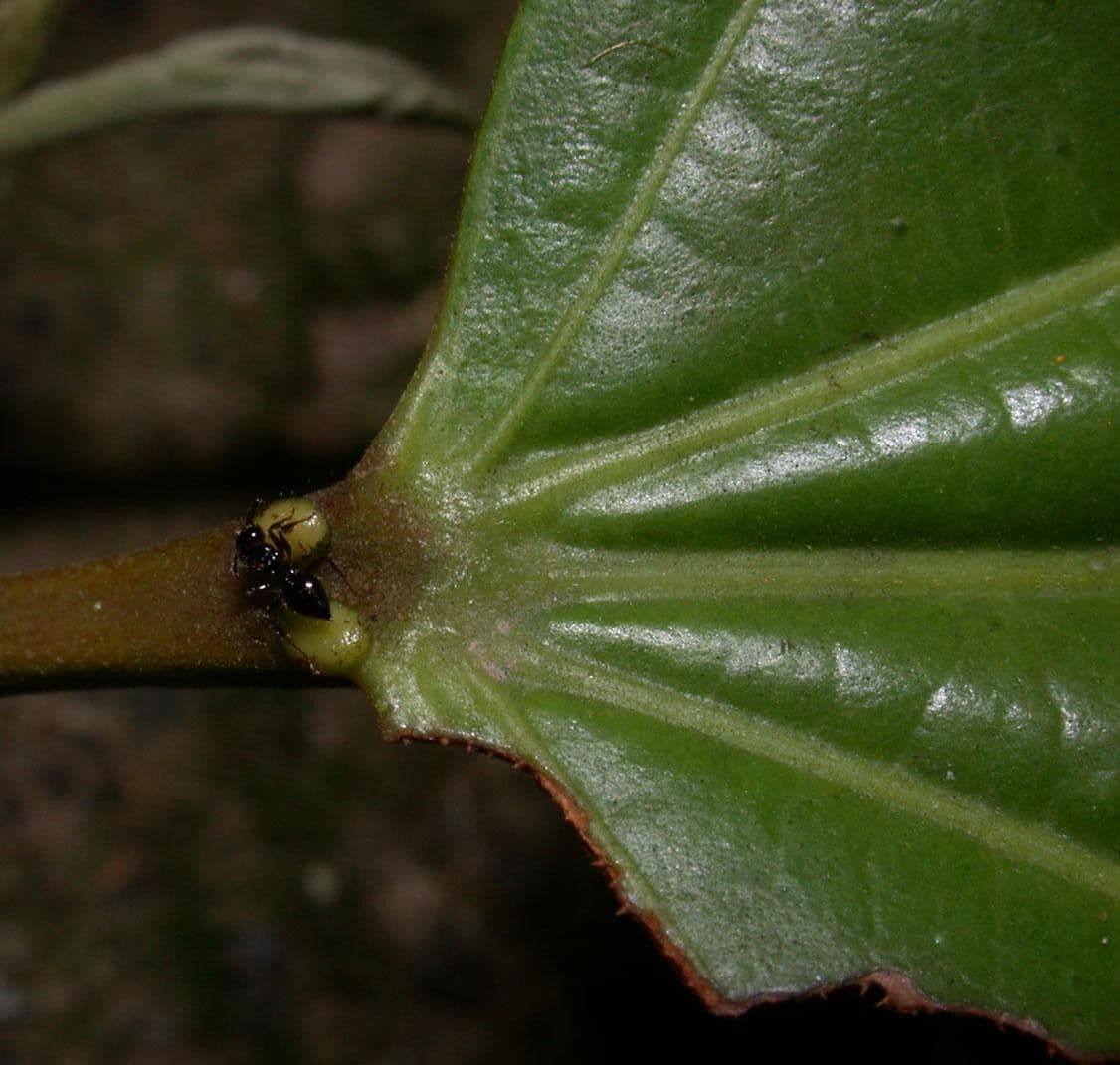 Lindens Pleuranthodendron 15