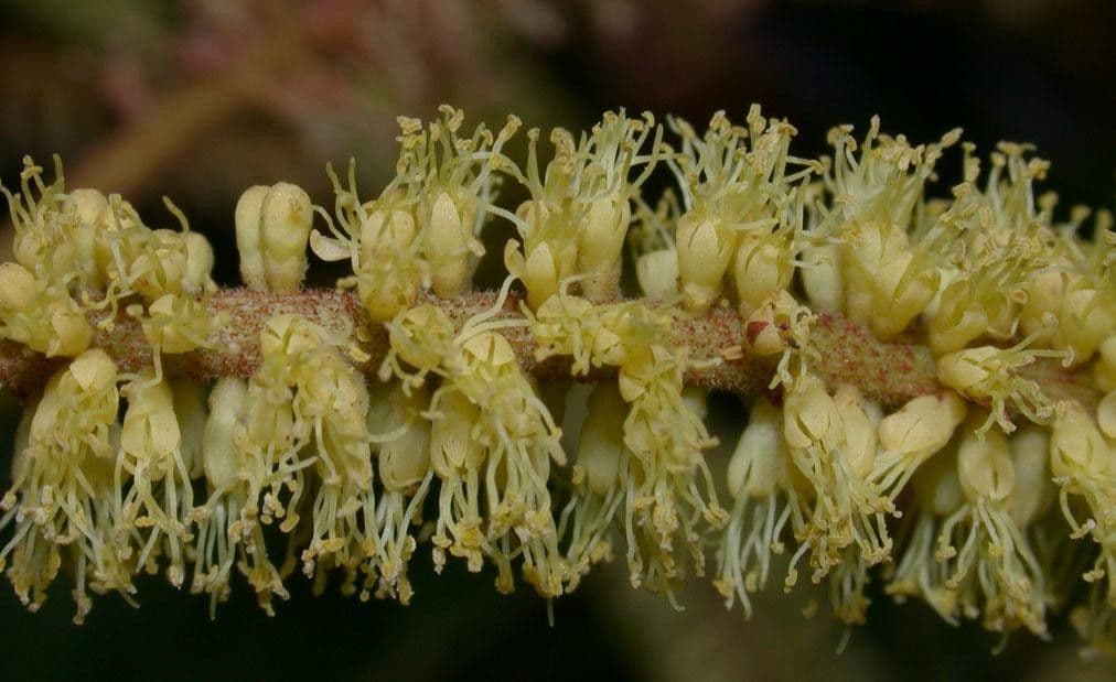 Stryphnodendron 3