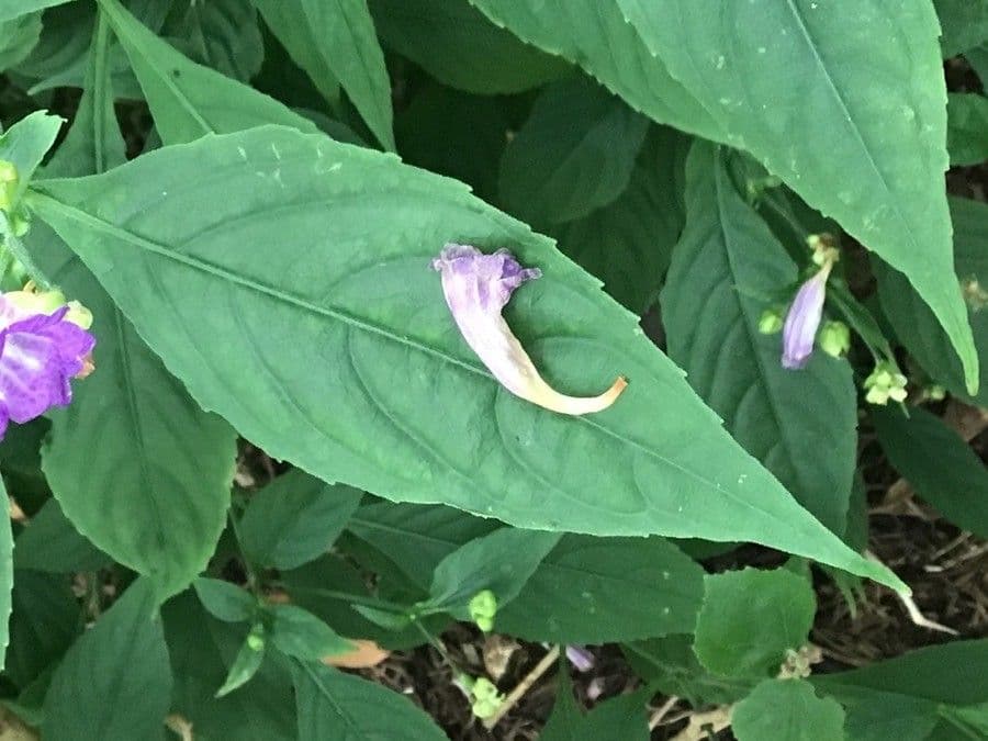Strobilanthes 5