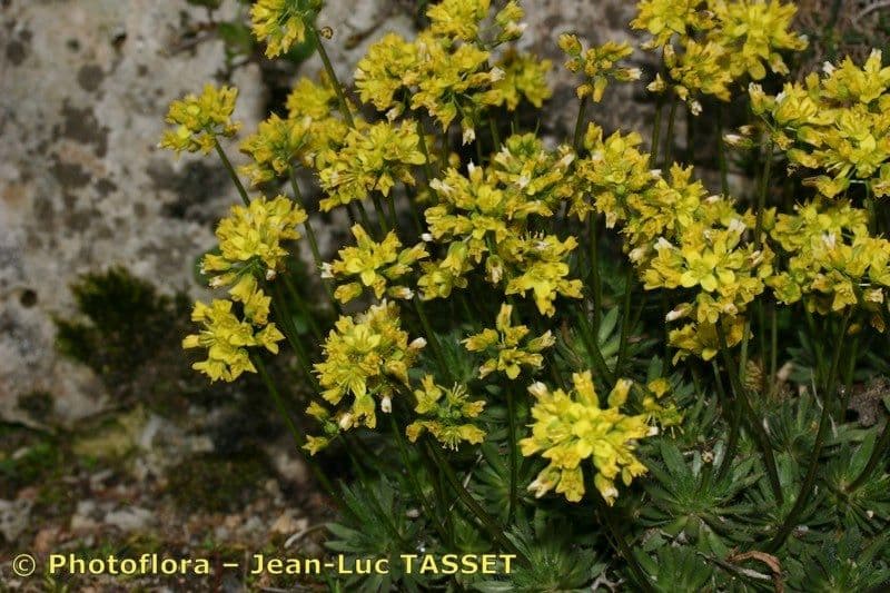Draba 3