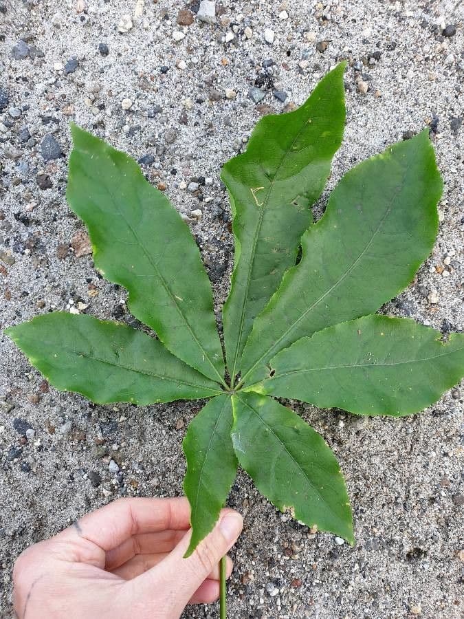 Schefflera digitata 4