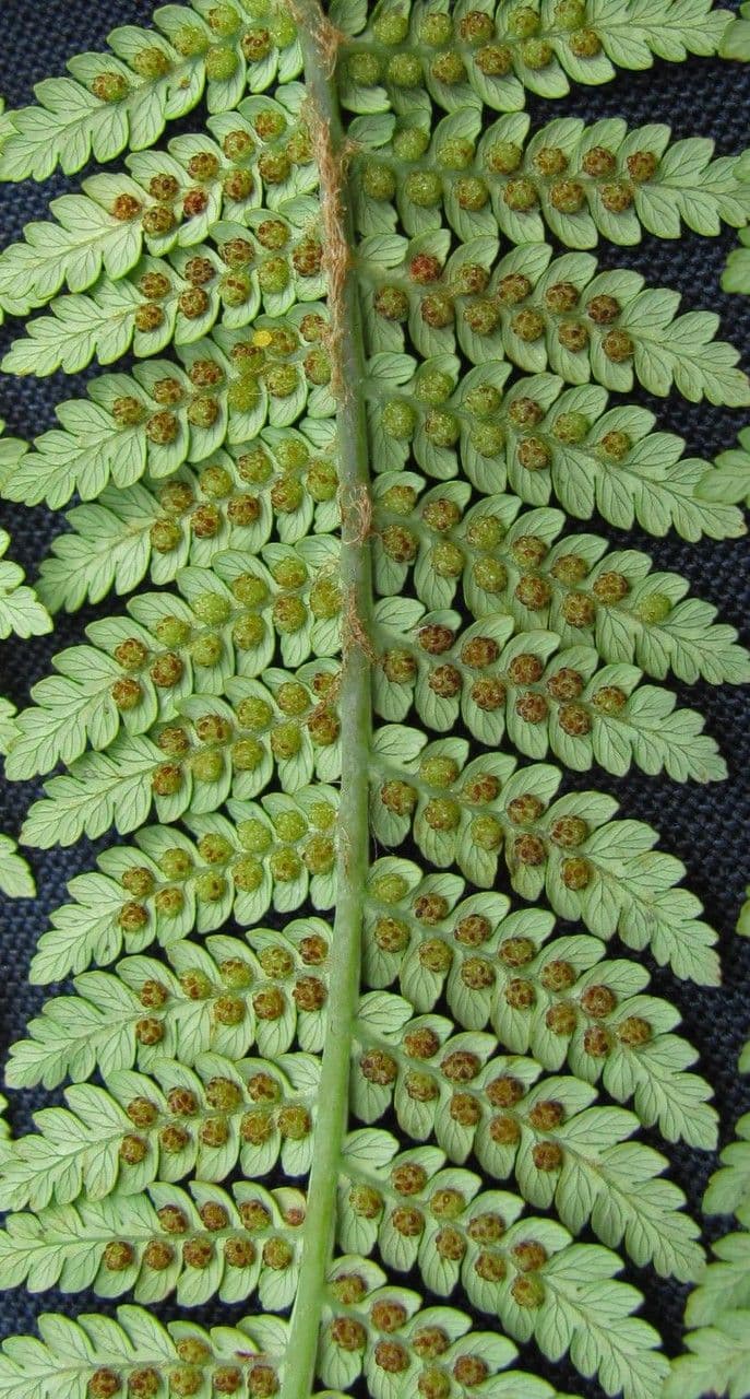 Lophosoria quadripinnata 18