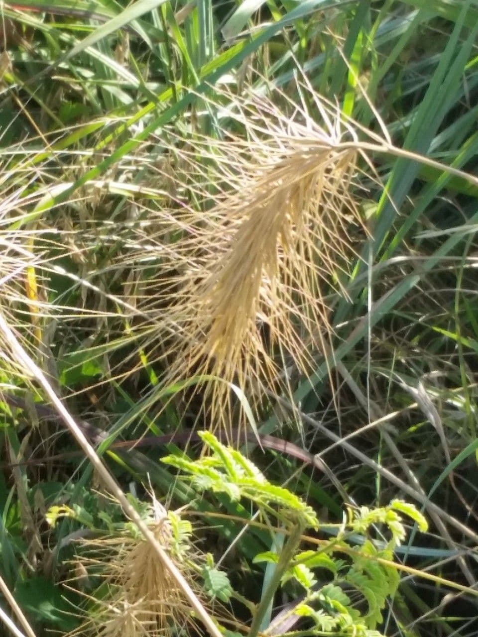 Elymus canadensis 3